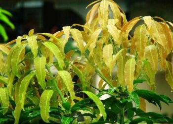 Lá non của cây xoài có thể dùng như một loại rau ăn kèm