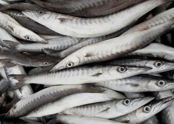 Chọn cá phù hợp để làm chả cá nha trang là một bước quan trọng