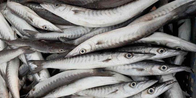 Chọn cá phù hợp để làm chả cá nha trang là một bước quan trọng