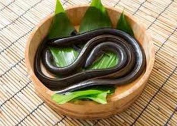 Bạn hãy ưu tiên chọn những con lươn có độ lớn vừa phải