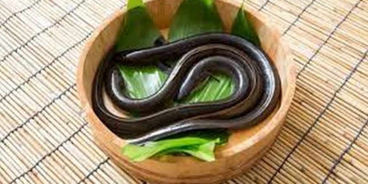 Bạn hãy ưu tiên chọn những con lươn có độ lớn vừa phải