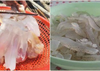 Cách chọn sứa ngon