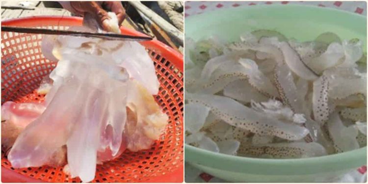 Cách chọn sứa ngon