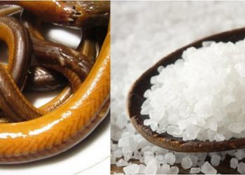 Lươn được xem là một loại thực phẩm có giá trị dinh dưỡng