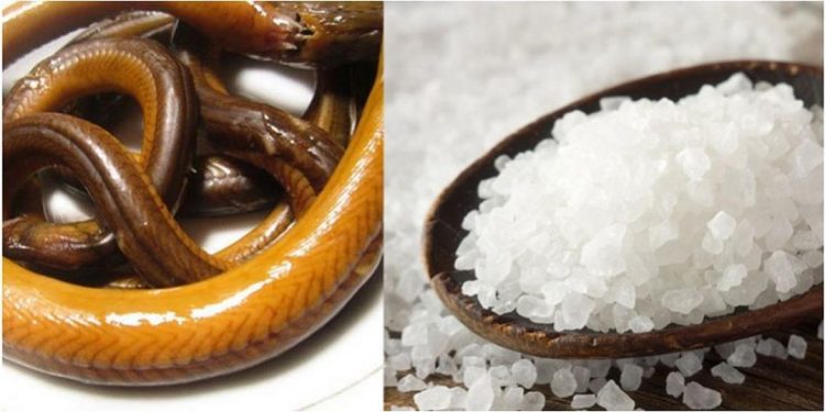 Lươn được xem là một loại thực phẩm có giá trị dinh dưỡng