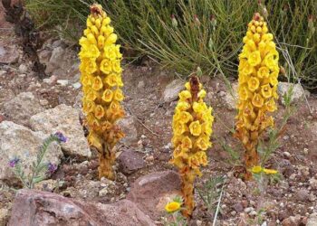 Nhục Thung Dung: Vị Thảo Dược Quý Hiếm và Công Dụng Đặc Biệt