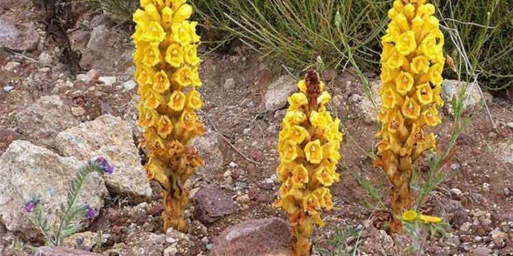 Nhục Thung Dung: Vị Thảo Dược Quý Hiếm và Công Dụng Đặc Biệt
